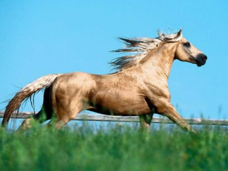 elegant-horse.jpg